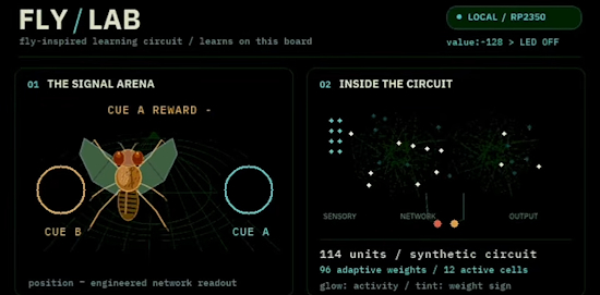 Fly-brain lab